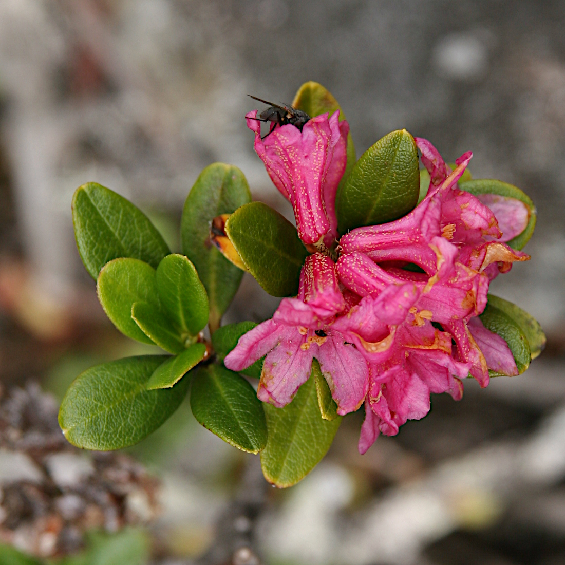Rostblättrige Alpenrose / Rhododendron ferrugineum