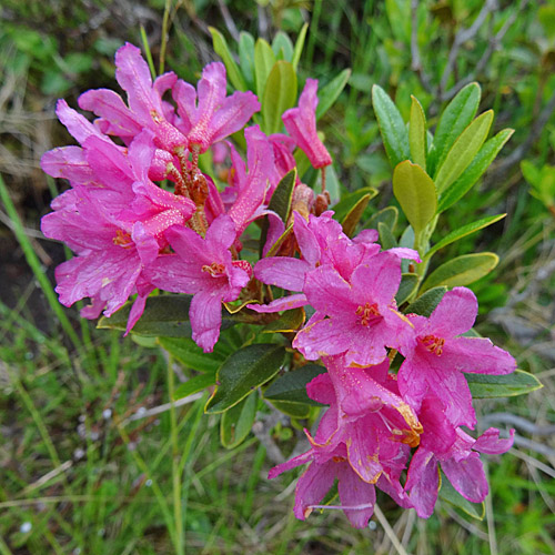 Rostblättrige Alpenrose / Rhododendron ferrugineum