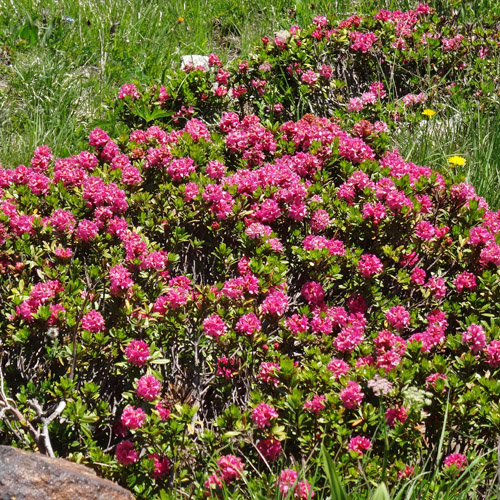 Rostblättrige Alpenrose / Rhododendron ferrugineum