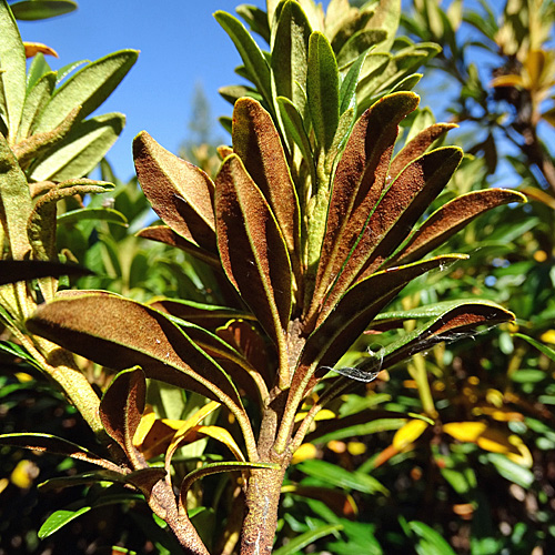 Rostblättrige Alpenrose / Rhododendron ferrugineum