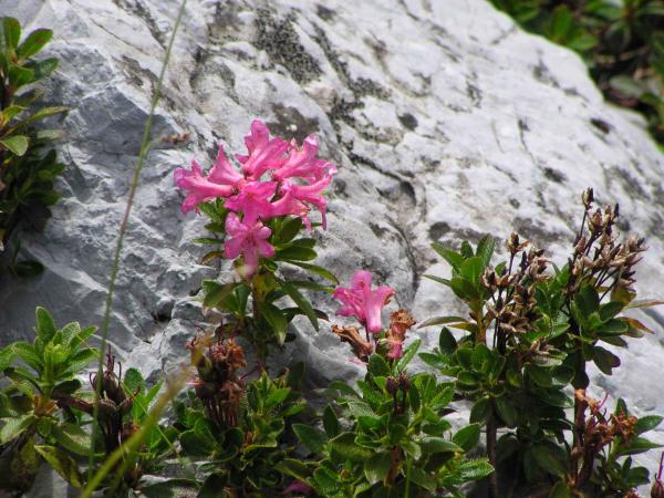 Bewimperte Alpenrose / Rhododendron hirsutum