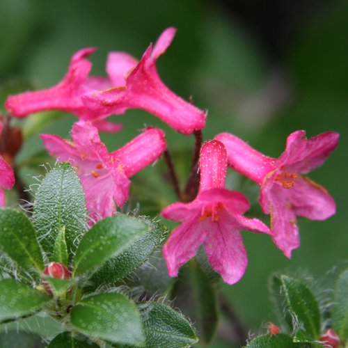 Bewimperte Alpenrose / Rhododendron hirsutum