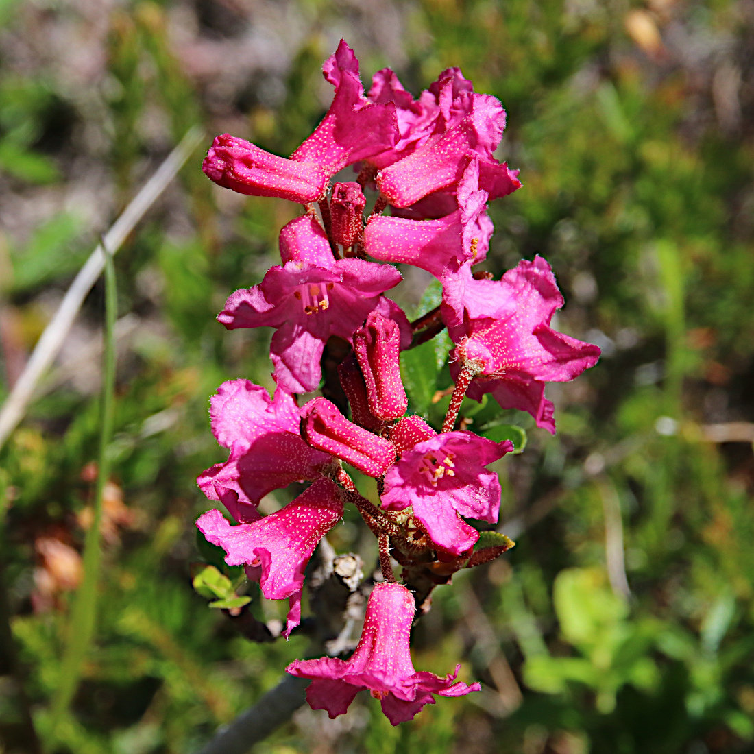 Bewimperte Alpenrose / Rhododendron hirsutum