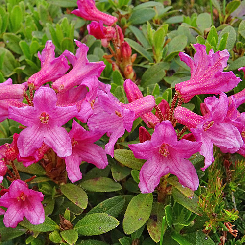 Bewimperte Alpenrose / Rhododendron hirsutum