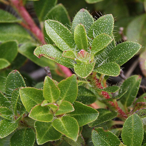 Bewimperte Alpenrose / Rhododendron hirsutum