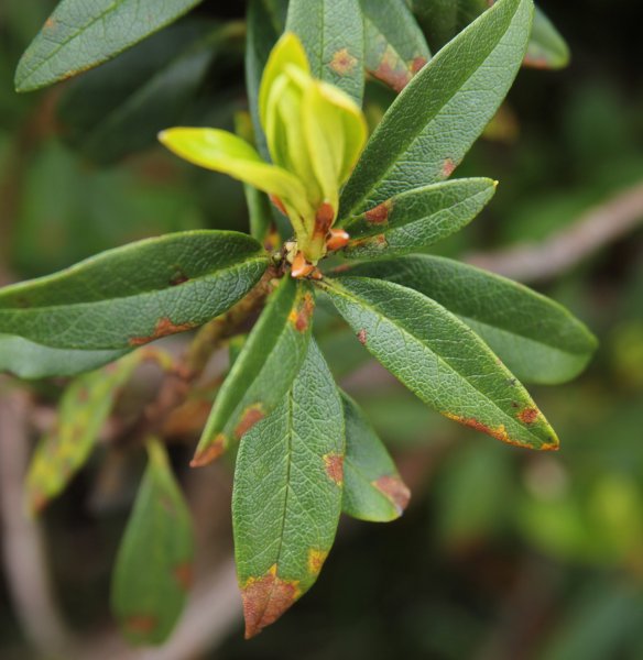 Rostblättrige Alpenrose / Rhododendron ferrugineum