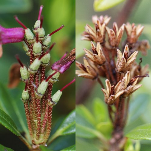 Rostblättrige Alpenrose / Rhododendron ferrugineum