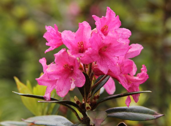 Rostblättrige Alpenrose / Rhododendron ferrugineum