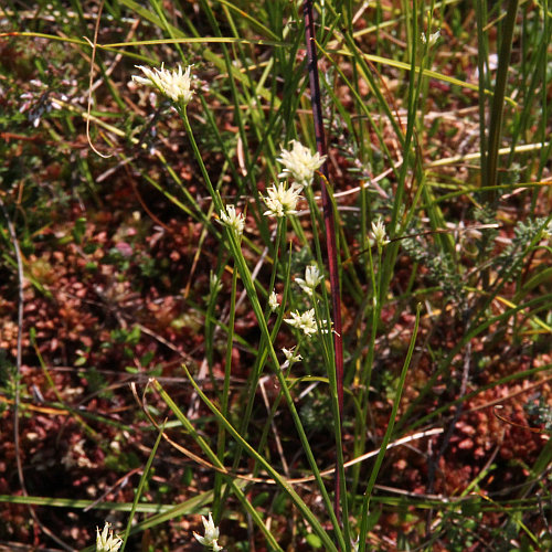 Weisse Schnabelbinse / Rhynchospora alba