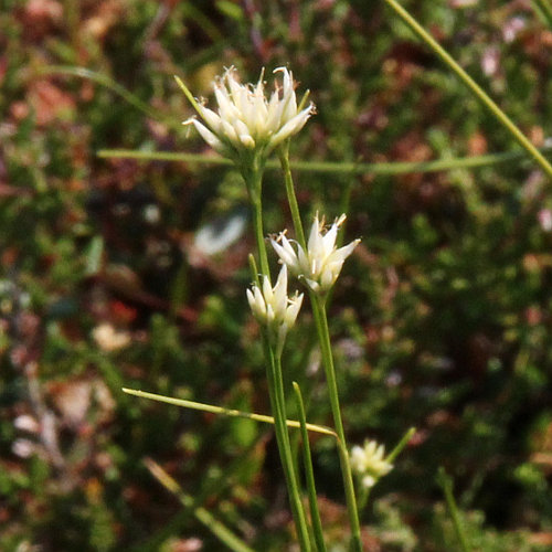 Weisse Schnabelbinse / Rhynchospora alba