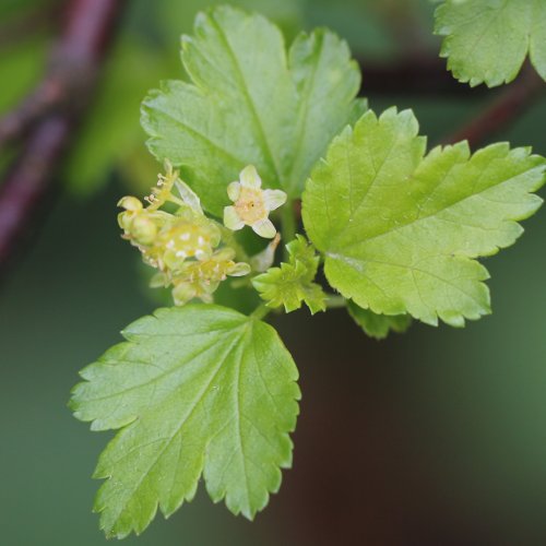 Alpen-Johannisbeere / Ribes alpinum