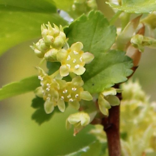 Alpen-Johannisbeere / Ribes alpinum