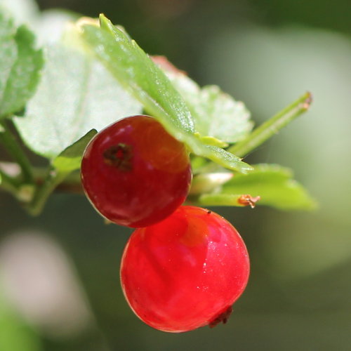 Alpen-Johannisbeere / Ribes alpinum