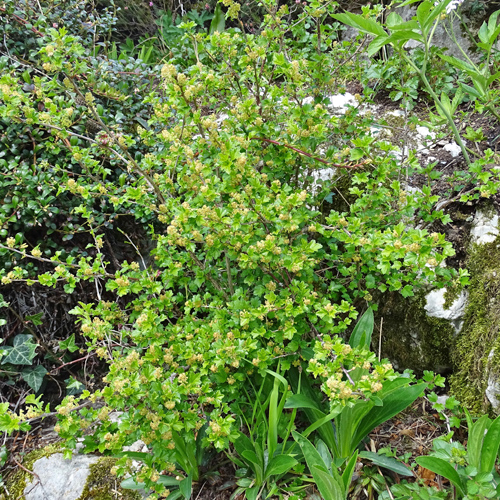 Alpen-Johannisbeere / Ribes alpinum