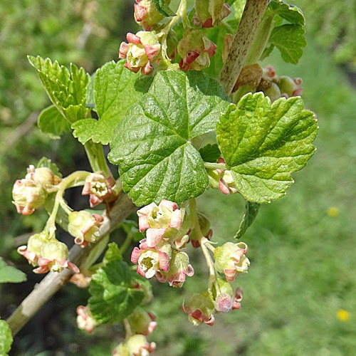 Schwarze Johannisbeere / Ribes nigrum