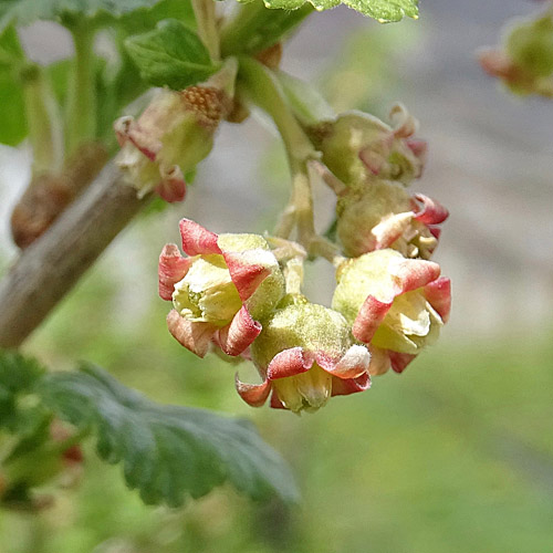 Schwarze Johannisbeere / Ribes nigrum