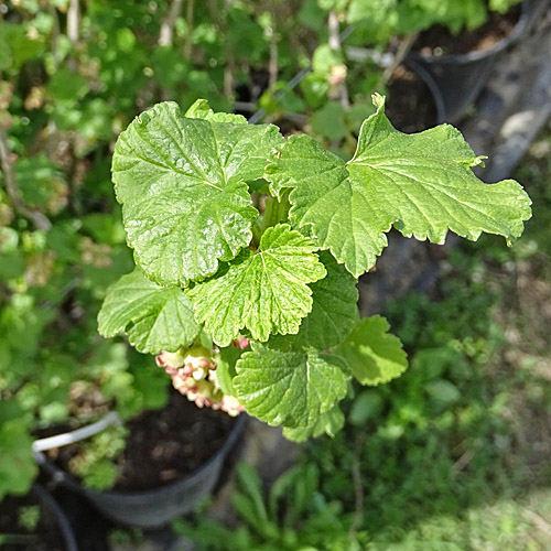 Schwarze Johannisbeere / Ribes nigrum