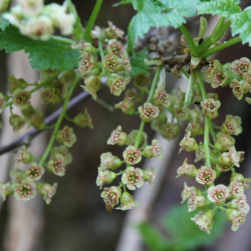 Felsen-Johannisbeere / Ribes petraeum