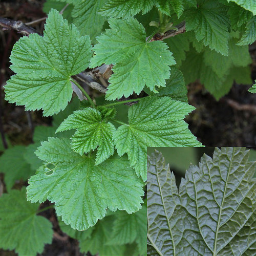 Felsen-Johannisbeere / Ribes petraeum