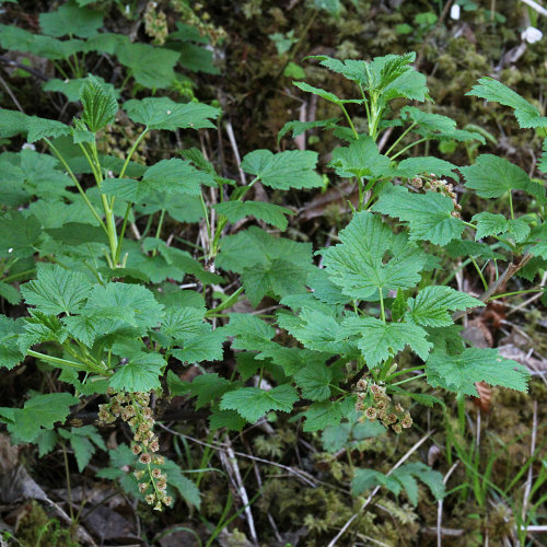 Felsen-Johannisbeere / Ribes petraeum