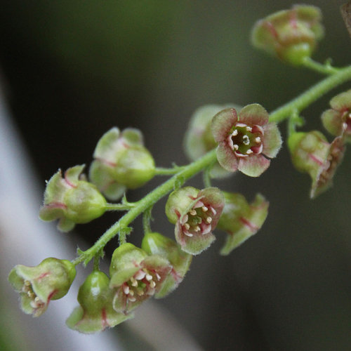 Felsen-Johannisbeere / Ribes petraeum