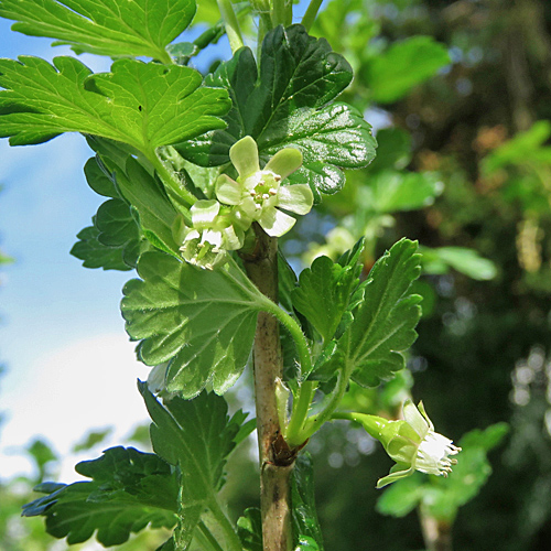 Stachelbeere / Ribes uva-crispa