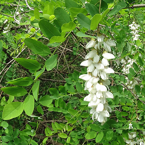 Robinie / Robinia pseudoacacia