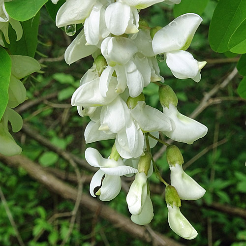 Robinie / Robinia pseudoacacia