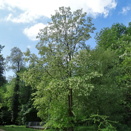 Robinie / Robinia pseudoacacia