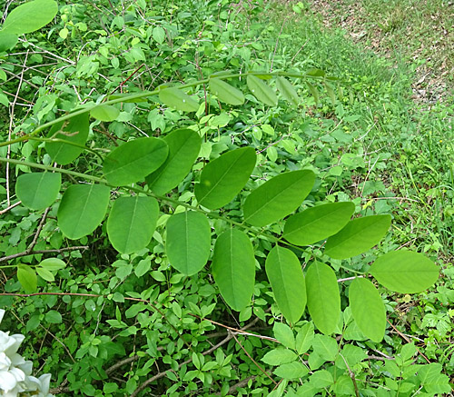 Robinie / Robinia pseudoacacia