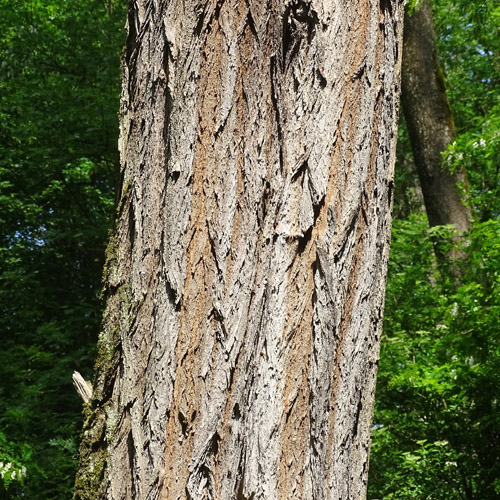 Robinie / Robinia pseudoacacia