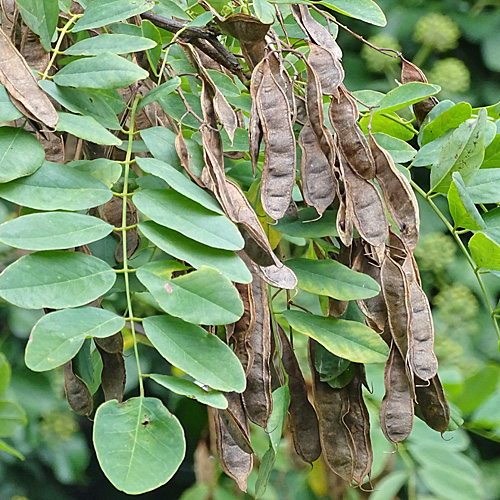 Robinie / Robinia pseudoacacia