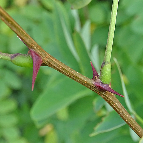 Robinie / Robinia pseudoacacia