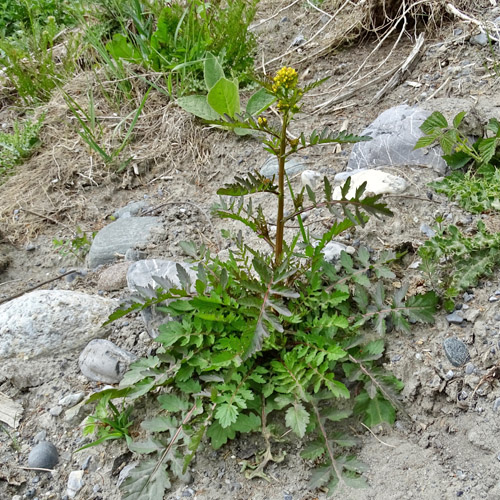 Echte Sumpfkresse / Rorippa palustris