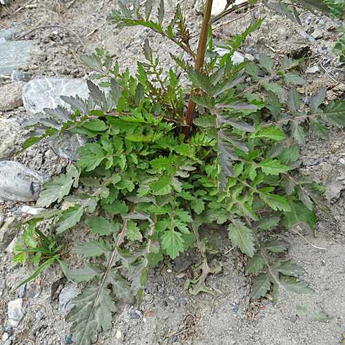 Echte Sumpfkresse / Rorippa palustris