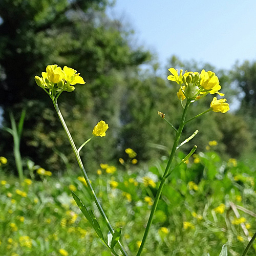 Wilde Sumpfkresse / Rorippa sylvestris