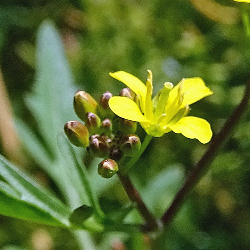 Wilde Sumpfkresse / Rorippa sylvestris