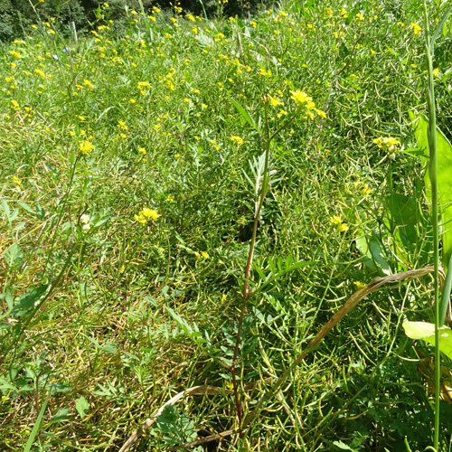 Wilde Sumpfkresse / Rorippa sylvestris