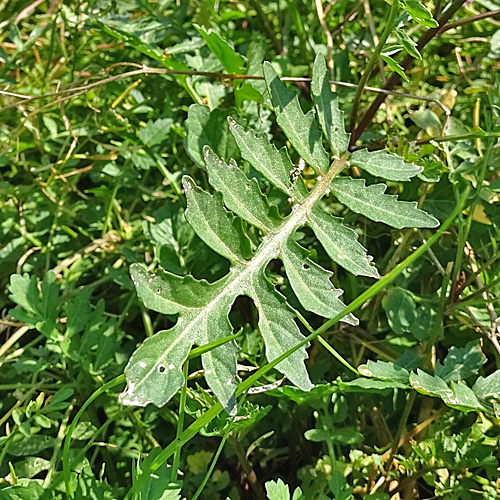 Wilde Sumpfkresse / Rorippa sylvestris