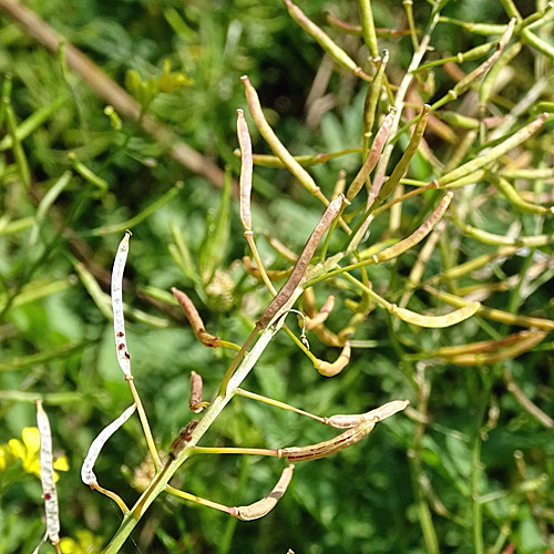 Wilde Sumpfkresse / Rorippa sylvestris