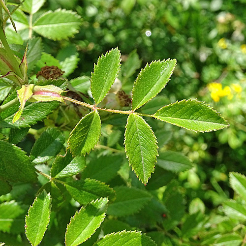 Acker-Rose / Rosa agrestis