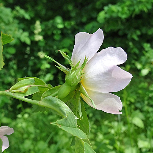 Acker-Rose / Rosa agrestis