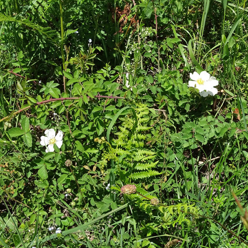 Feld-Rose / Rosa arvensis