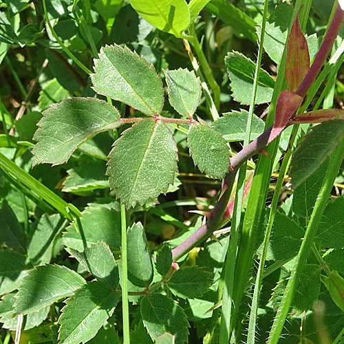 Feld-Rose / Rosa arvensis