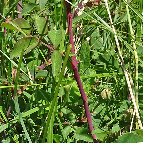 Feld-Rose / Rosa arvensis