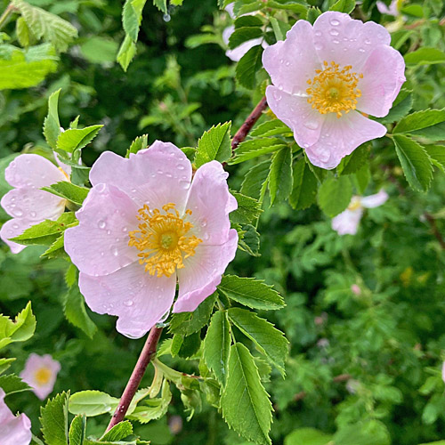 Hunds-Rose / Rosa canina