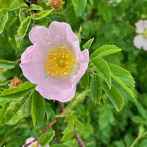 Hunds-Rose / Rosa canina