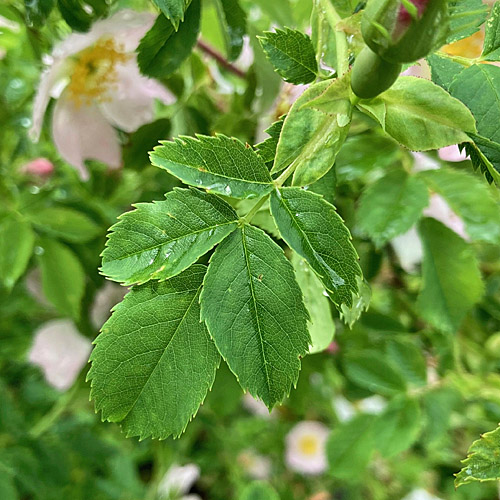 Hunds-Rose / Rosa canina