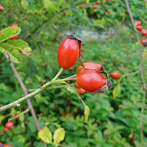 Hunds-Rose / Rosa canina