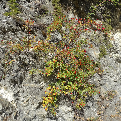 Busch-Rose / Rosa corymbifera